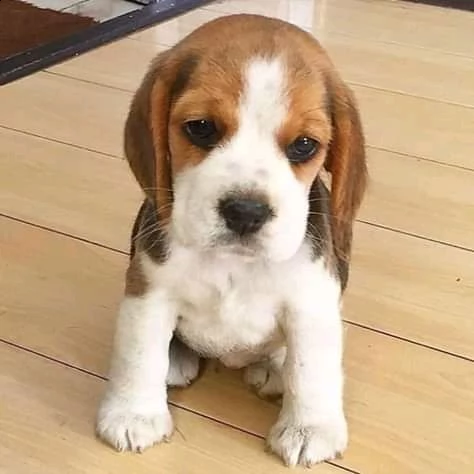 fantastici cuccioli di beagle in adozione