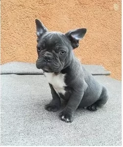  meravigliosi cuccioli bouledogue francesi 