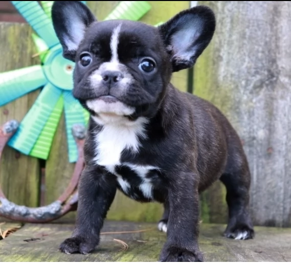 cucciolo bulldog francese | Foto 2