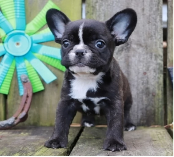 cucciolo bulldog francese | Foto 1