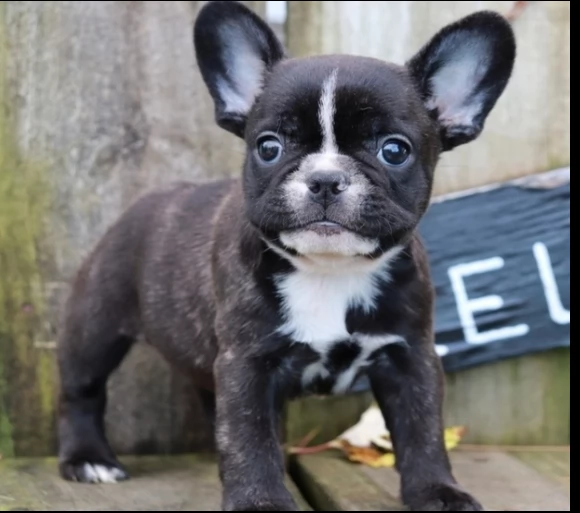 cucciolo bulldog francese | Foto 0