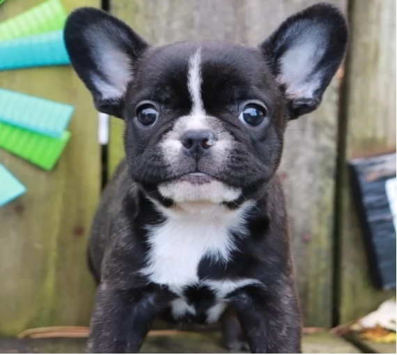 cucciolo bulldog francese