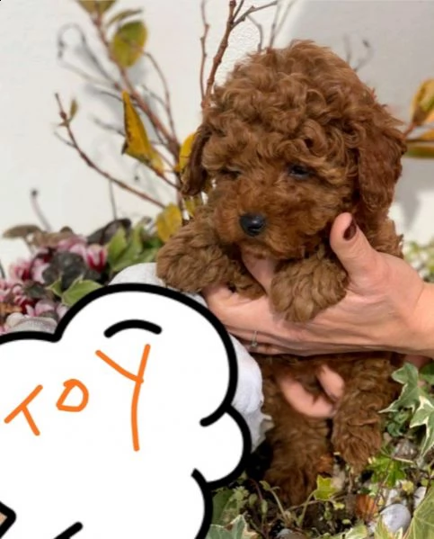 barboncini con pedigree