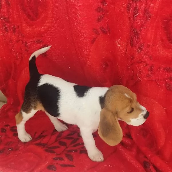 regalo beagle 