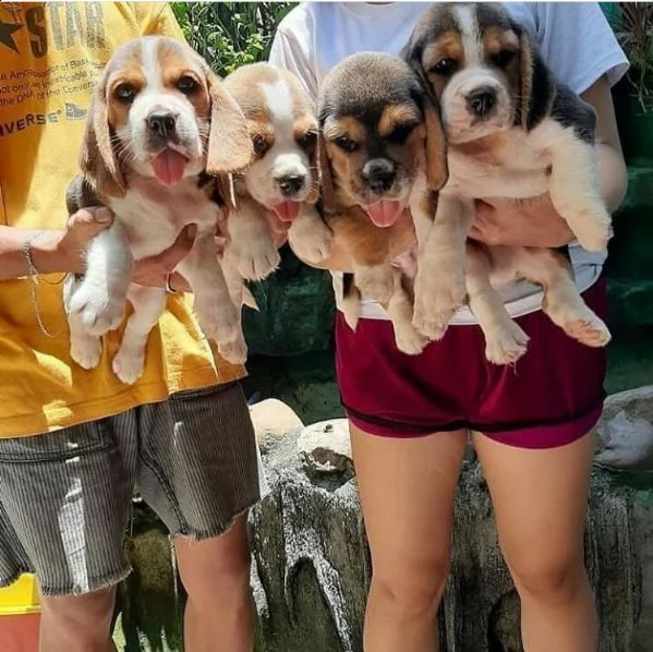 cuccioli in adozione