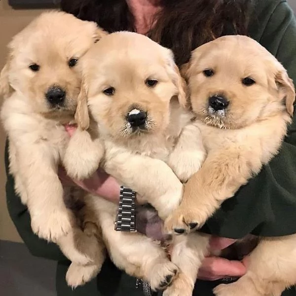 cuccioli labrador 