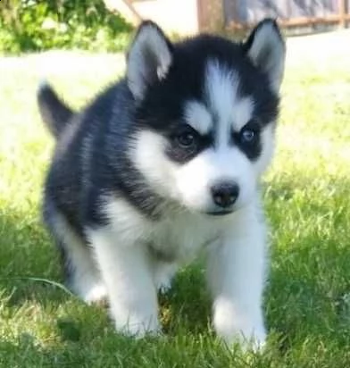  cachorro de husky siberiano