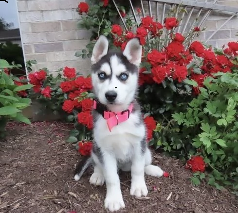 cachorros de husky siberiano