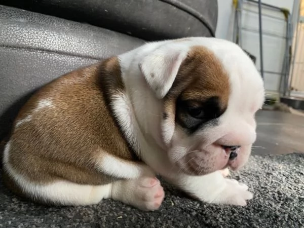 cachorros de bulldog inglés