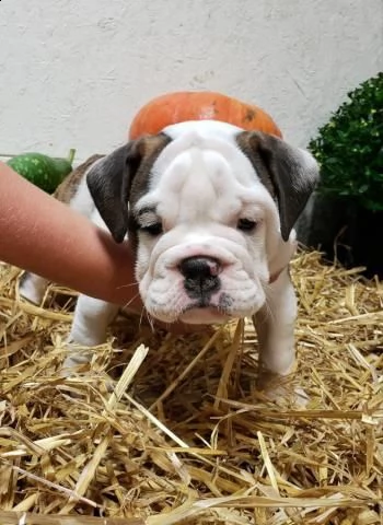 bulldog inglés kc registrada
