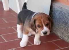 stupendi cuccioli di beagle maschi che femmine nb,