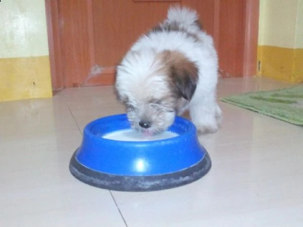 cuccioli shih tzu pronti | Foto 2