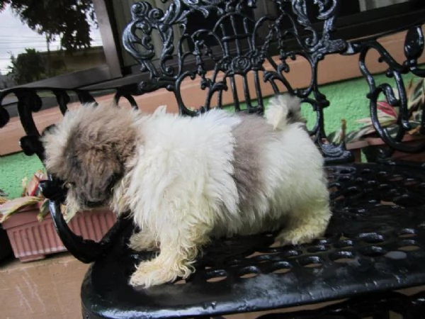 cuccioli shih tzu pronti | Foto 1