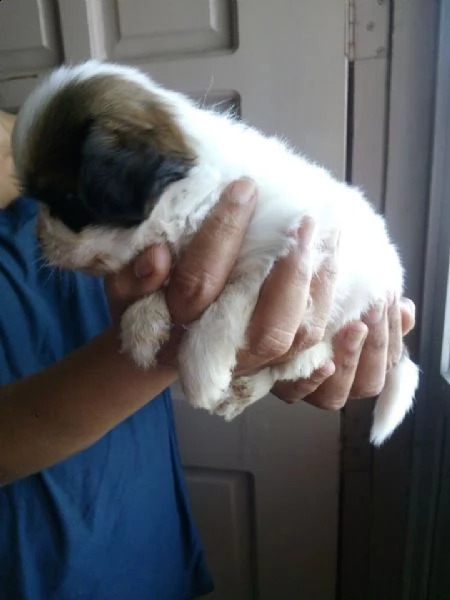 cuccioli shih tzu pronti | Foto 0