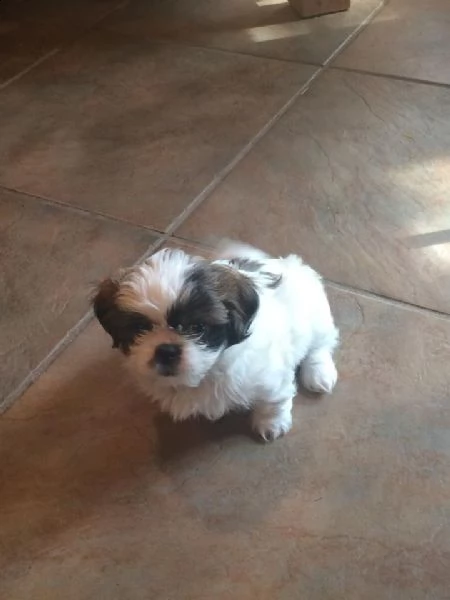 cuccioli shih tzu pronti