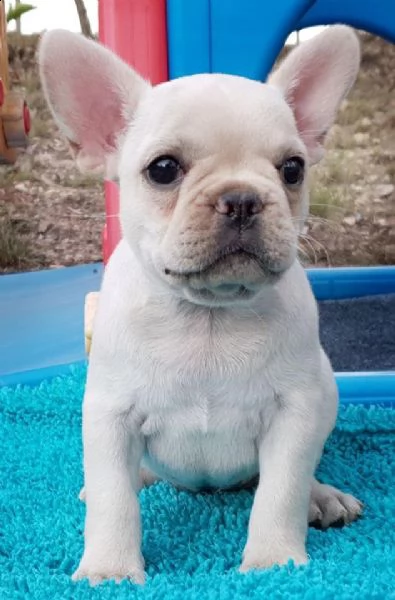 cuccioli di bulldog francese disponibili  | Foto 0