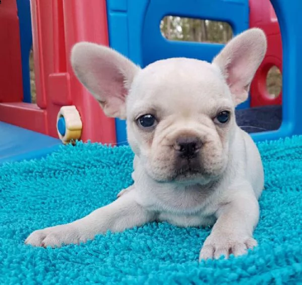 cuccioli di bulldog francese disponibili 