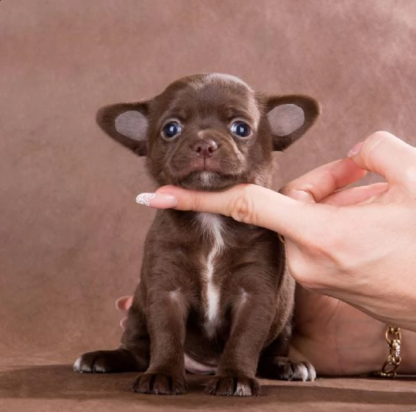 cuccioli di chihuahua ben addestrati disponibili | Foto 1