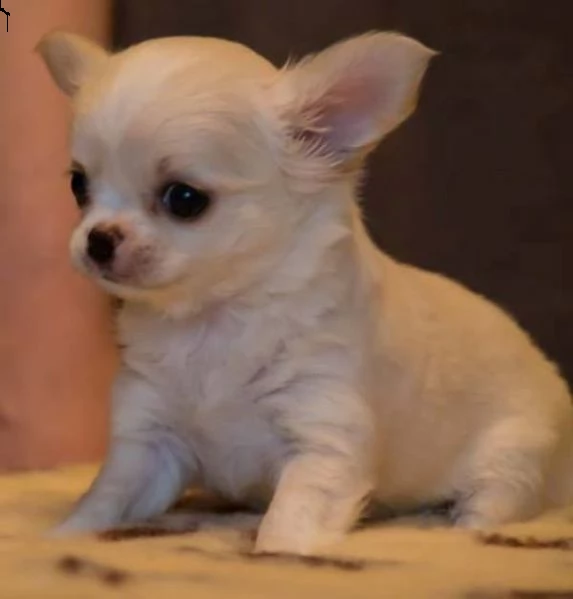 cuccioli di chihuahua ben addestrati disponibili | Foto 0