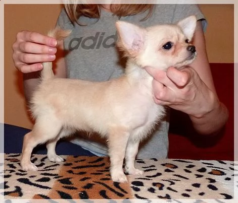 cuccioli di chihuahua ben addestrati disponibili