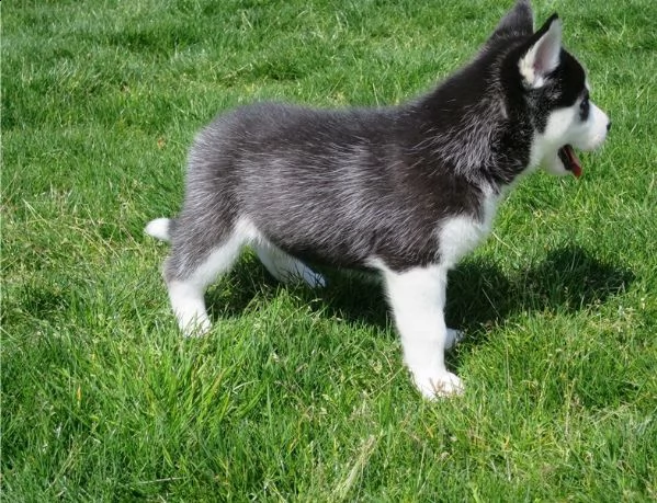 disponibili cuccioli di husky siberiano razza pura
