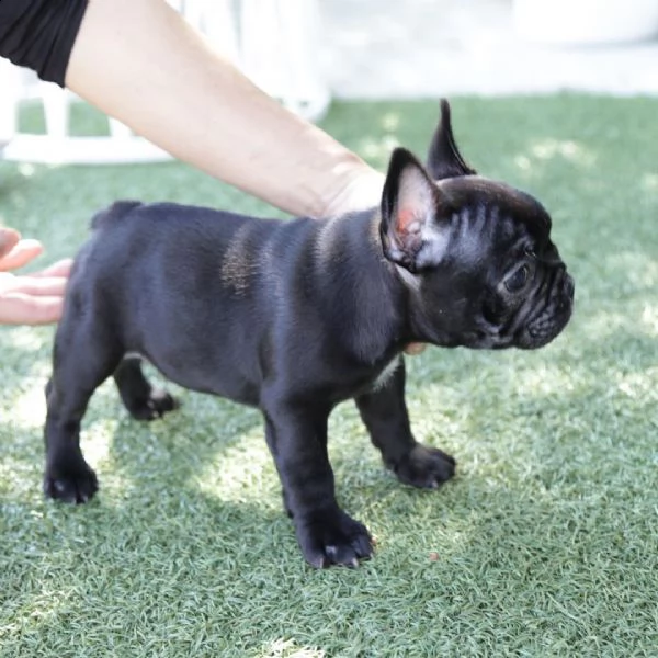 cuccioli di bulldog francese