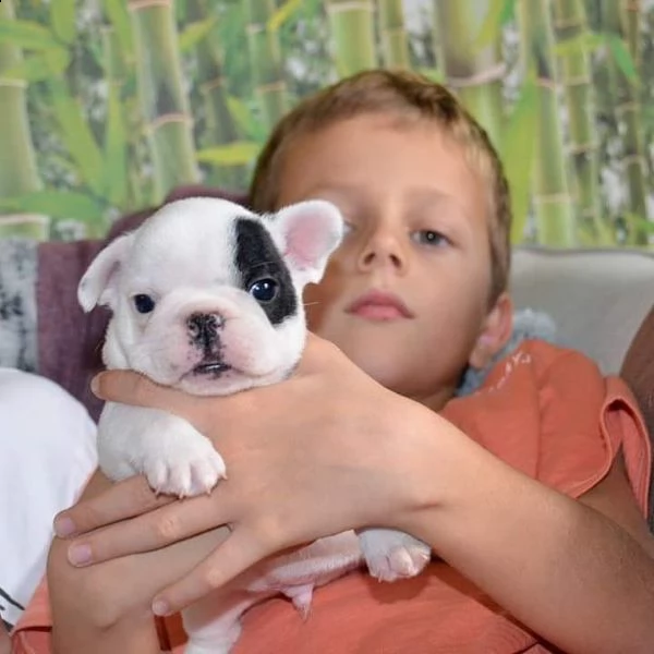 fantastici cuccioli di bulldog francese | Foto 2