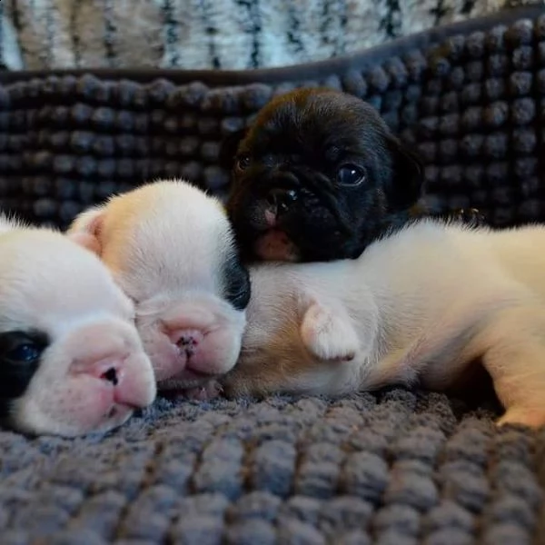 fantastici cuccioli di bulldog francese | Foto 1