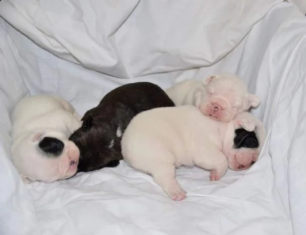 fantastici cuccioli di bulldog francese | Foto 0