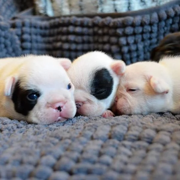 fantastici cuccioli di bulldog francese