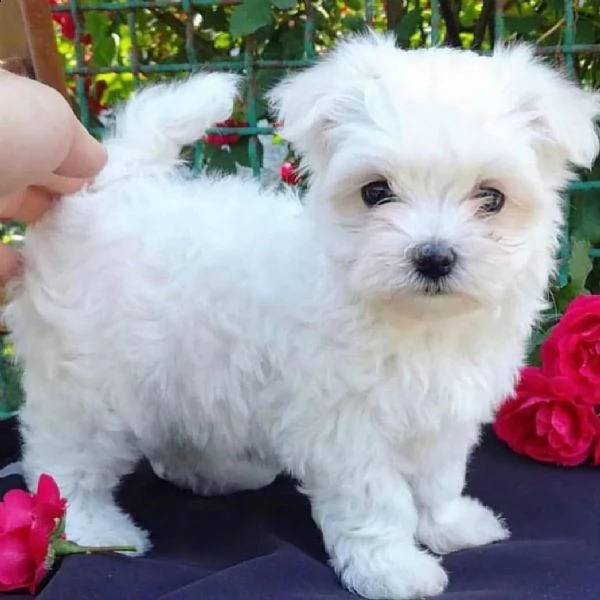 bellissimi cuccioli maltesi