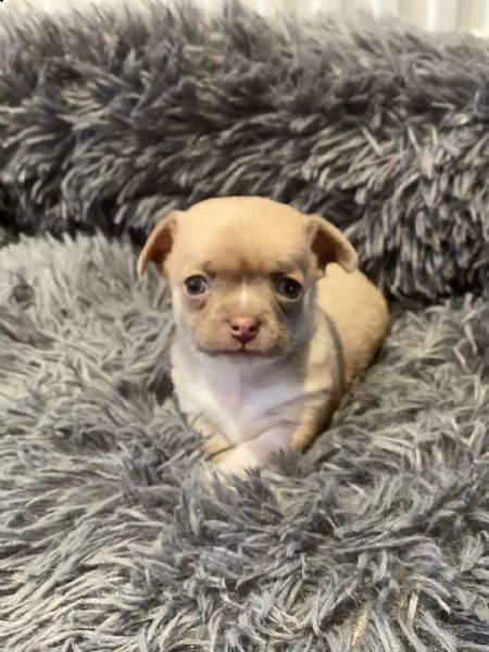vendita cuccioli di chihuahua nero e bianco. | Foto 1