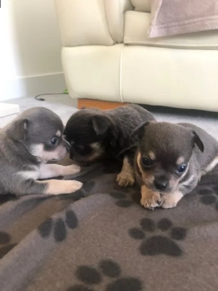 vendita cuccioli di chihuahua nero e bianco. | Foto 0