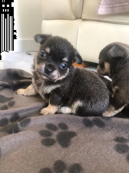 vendita cuccioli di chihuahua nero e bianco.