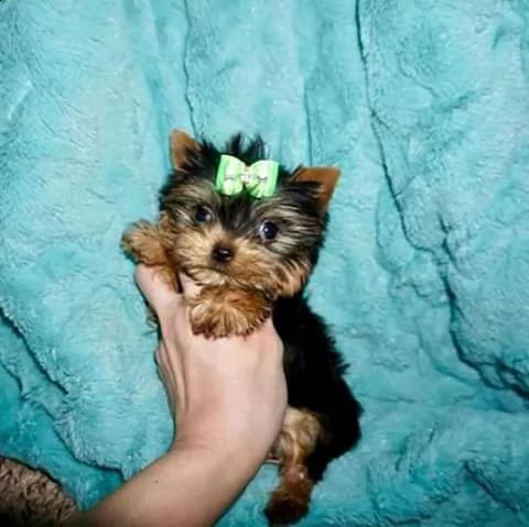 cuccioli di yorkshire per l'adozione | Foto 0
