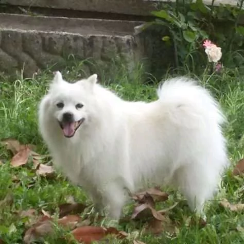 adorabile cucciolo husky per