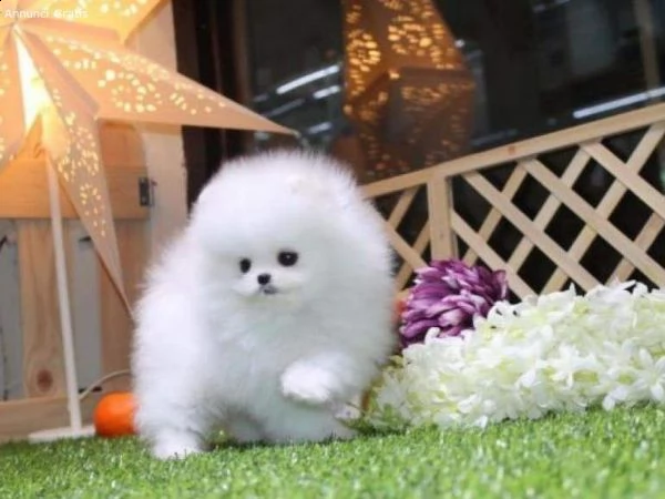 regalo cucciolo volpini di pomerania cuccioli
