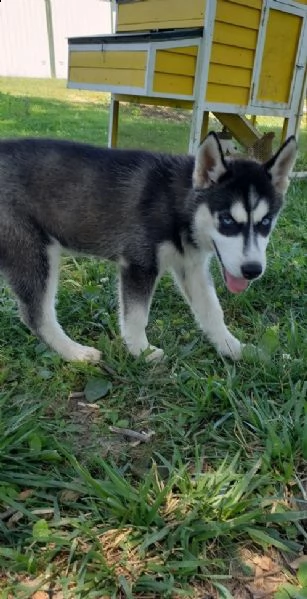 husky siberiano