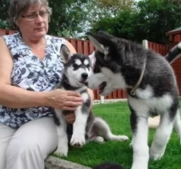 splendidi cuccioli di siberian husky gratis
