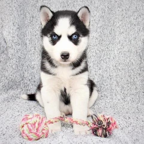 cuccioli di siberian husky occhi azzurri.