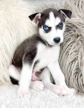 cuccioli di siberian husky 