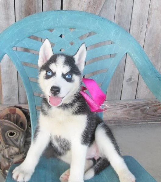 cuccioli husky 