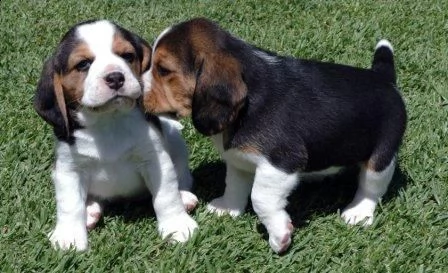 stupendi cuccioli di beagle maschi che femmine nb,