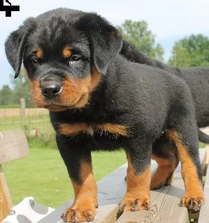 cuccioli di rottweiler.