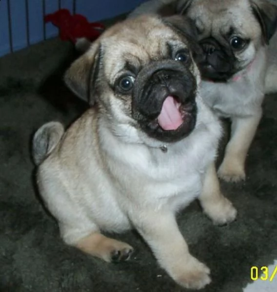 cuccioli di carlino pug disponibili
