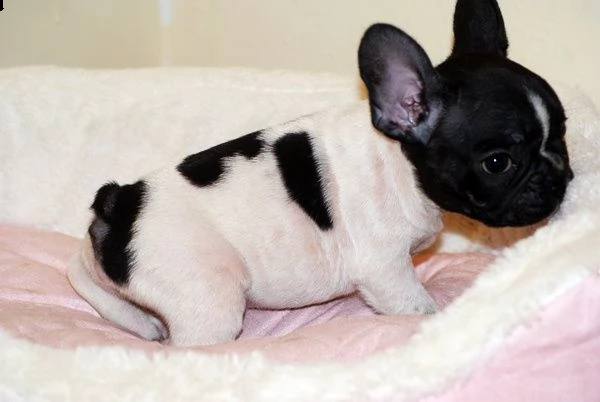 cuccioli di bouledogue francese con importante