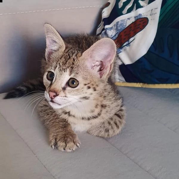 gattino savannah f5 disposizione | Foto 0