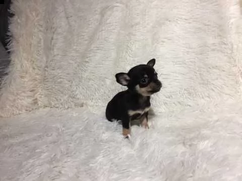 chihuahua cuccioli mini toy | Foto 5