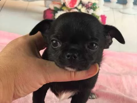 chihuahua cuccioli mini toy | Foto 4