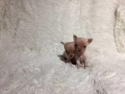chihuahua cuccioli mini toy | Foto 3